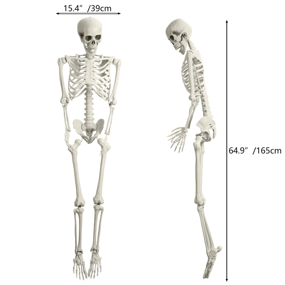 5.4ft Posable Plastic Skeleton Q802679