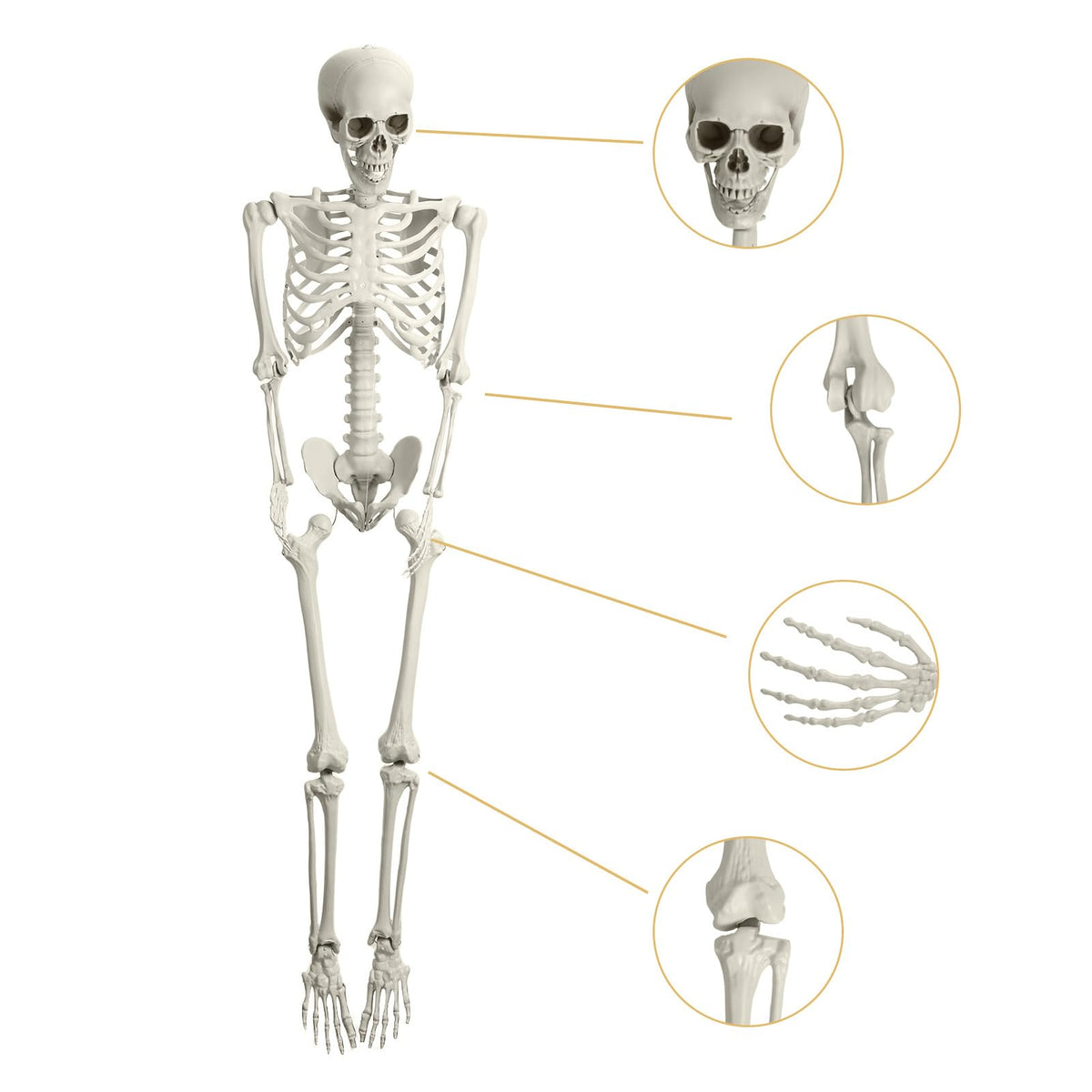5.4ft Posable Plastic Skeleton Q802679
