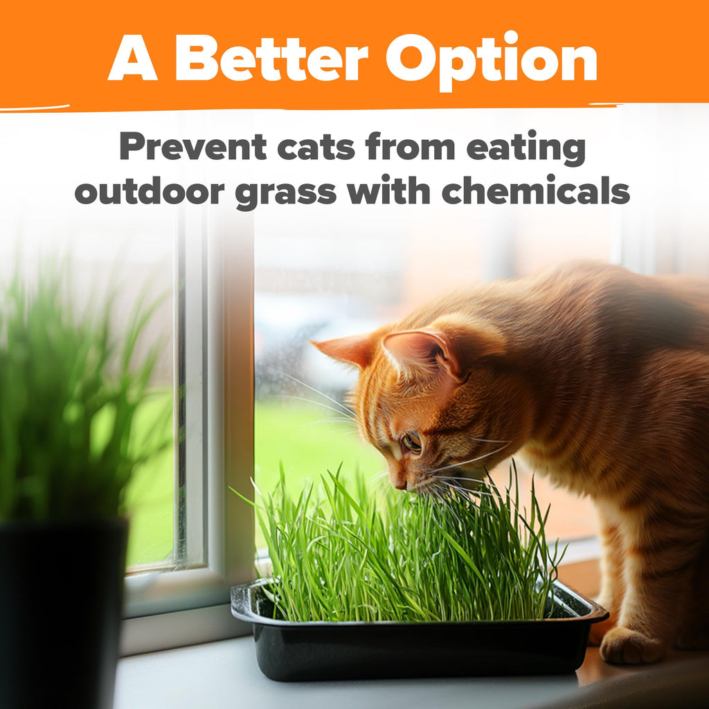 Cat Grass Seeds 4 oz Oat & Barley Mix B945