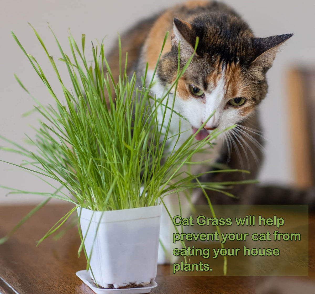 Cat Grass Refill Kit, 3 Pack, Certified Organic S680730