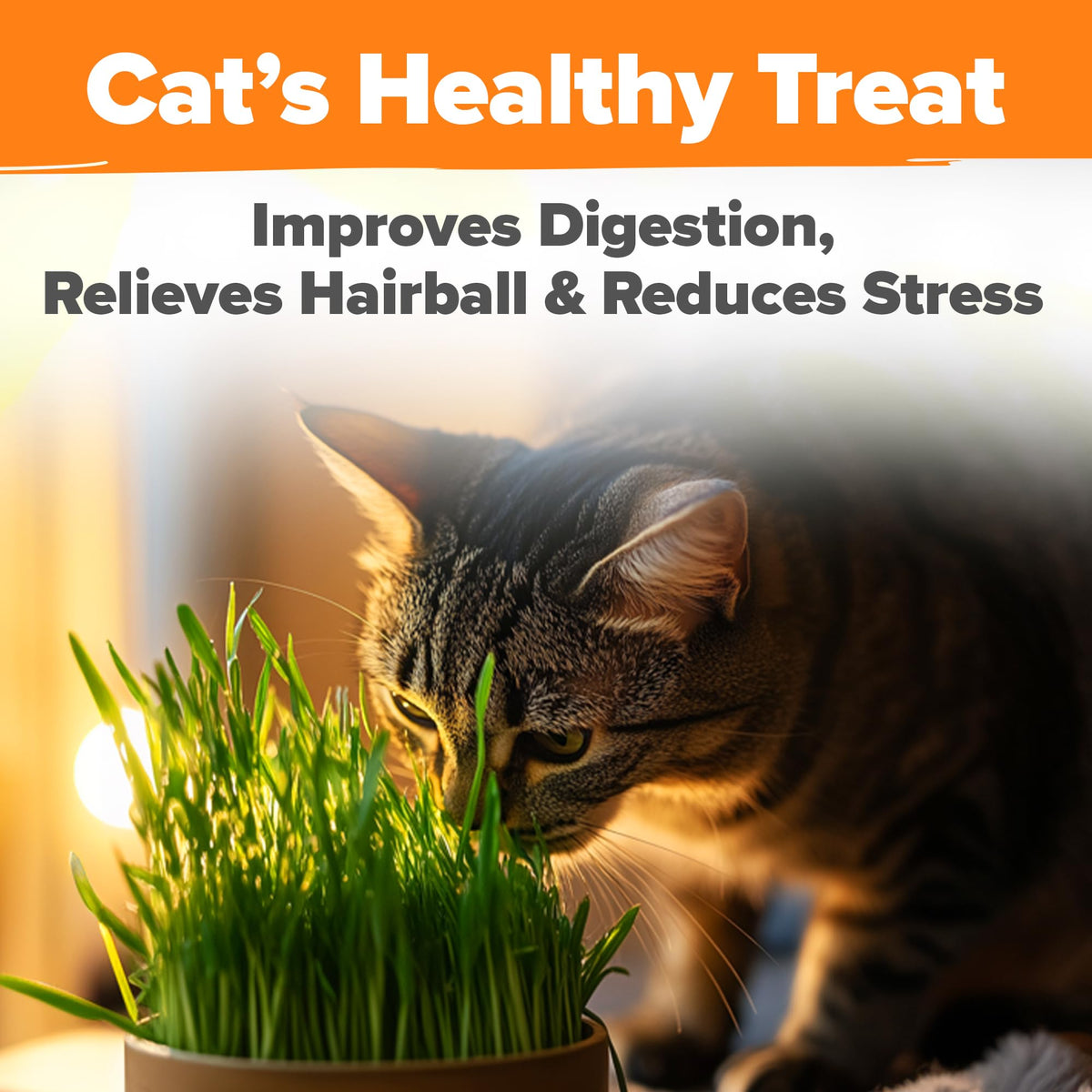Organic Cat-Grass Seed Mix 4 oz B8279