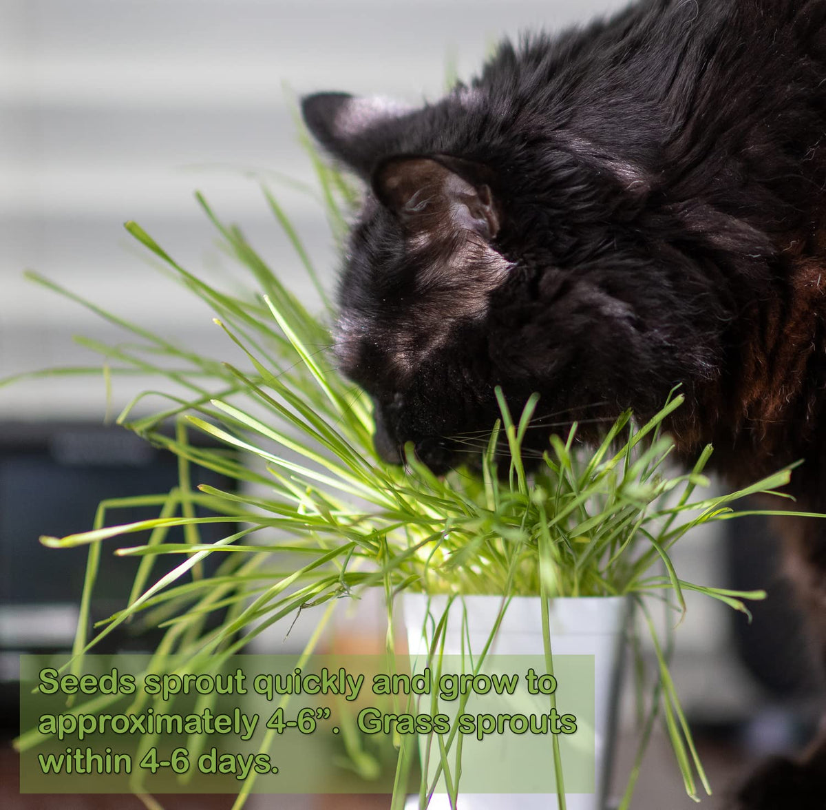 Cat Grass Refill Kit, 3 Pack, Certified Organic S680730