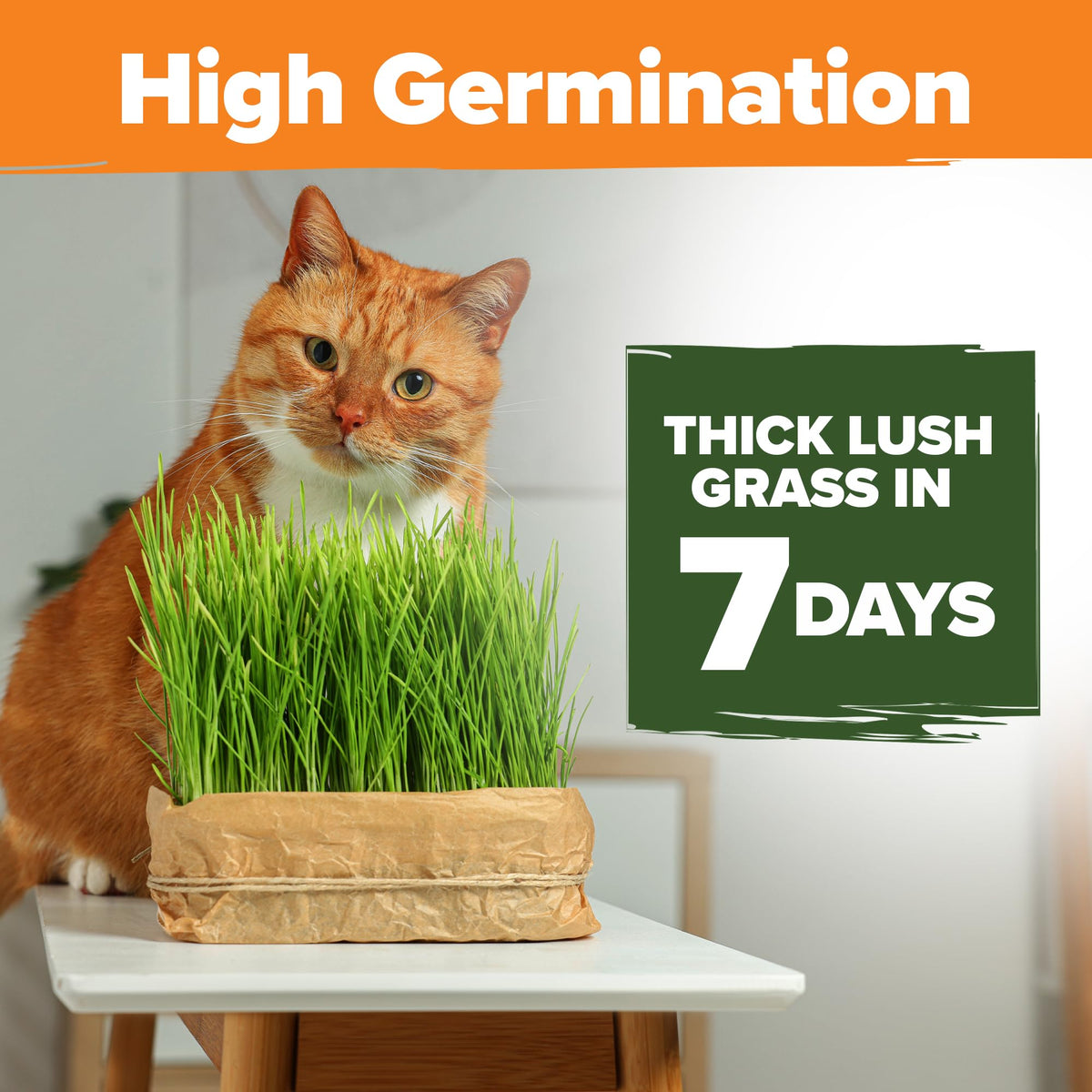 Cat Grass Seeds 4 oz Oat & Barley Mix B945