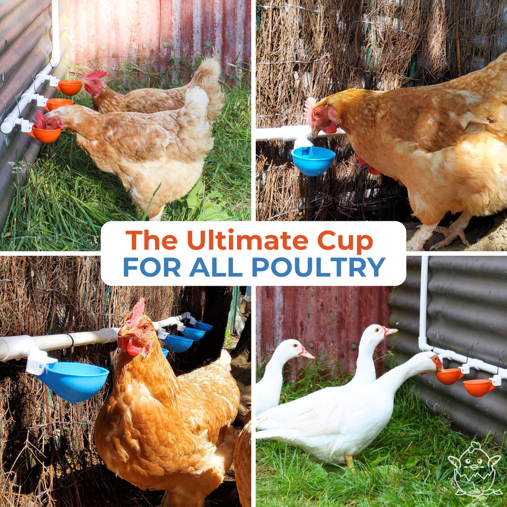 Large Automatic Chicken Waterer Cups with 1/2" PVC Tee Fittings 5-Pack Q2718